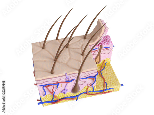 Bilde på lerret 3d rendered medically accurate illustration of the human skin
