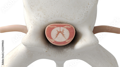 Quadro em tela 3d rendered medically accurate illustration of a spinal cord cross-section