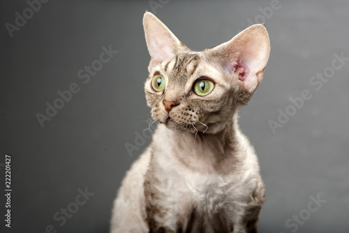 Devon Rex Cat