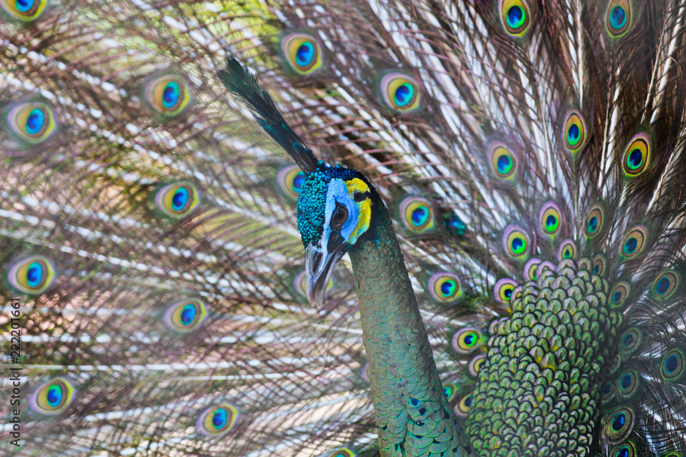 Obraz premium peacock with feathers out