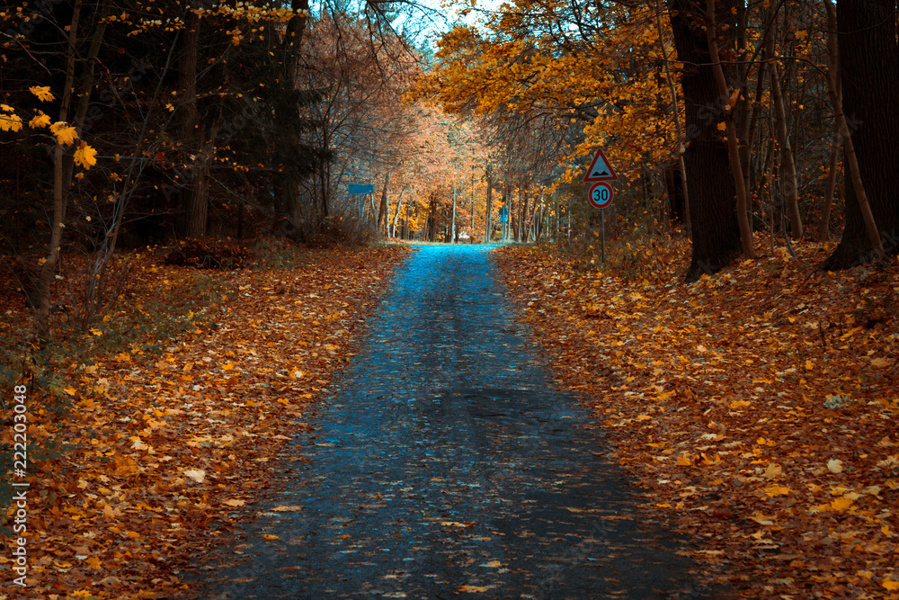 Waldstraße im Herbst