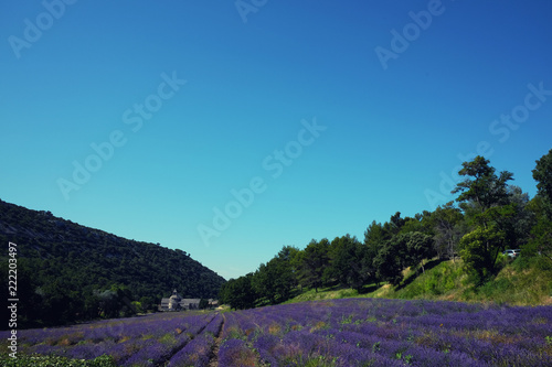 Fototapeta Naklejka Na Ścianę i Meble -  Senanque Abbey and blooming lavender field in Gordes, Vaucluse, Provence, France.