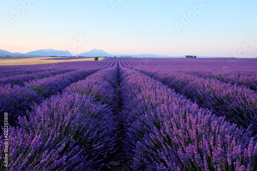Fototapeta Naklejka Na Ścianę i Meble -  Blooming lavender field in the sunlight at dawn. Sunrise over Valensole valley, Provence, France. Summer meadow flowers in the morning.