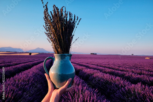 Fototapeta Naklejka Na Ścianę i Meble -  Female hands holding a ceramic jar with a bouquet of lavender flowers with blooming lavender field in the background. Sunrise over Valensole valley, Provence, France.
