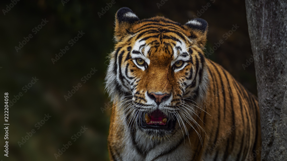 Portrait of Indochinese tiger Portrait of Indochinese tiger