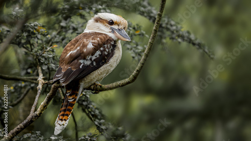 Laughing kookaburra