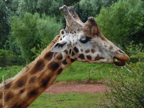 Canvas Print portrait of giraffe