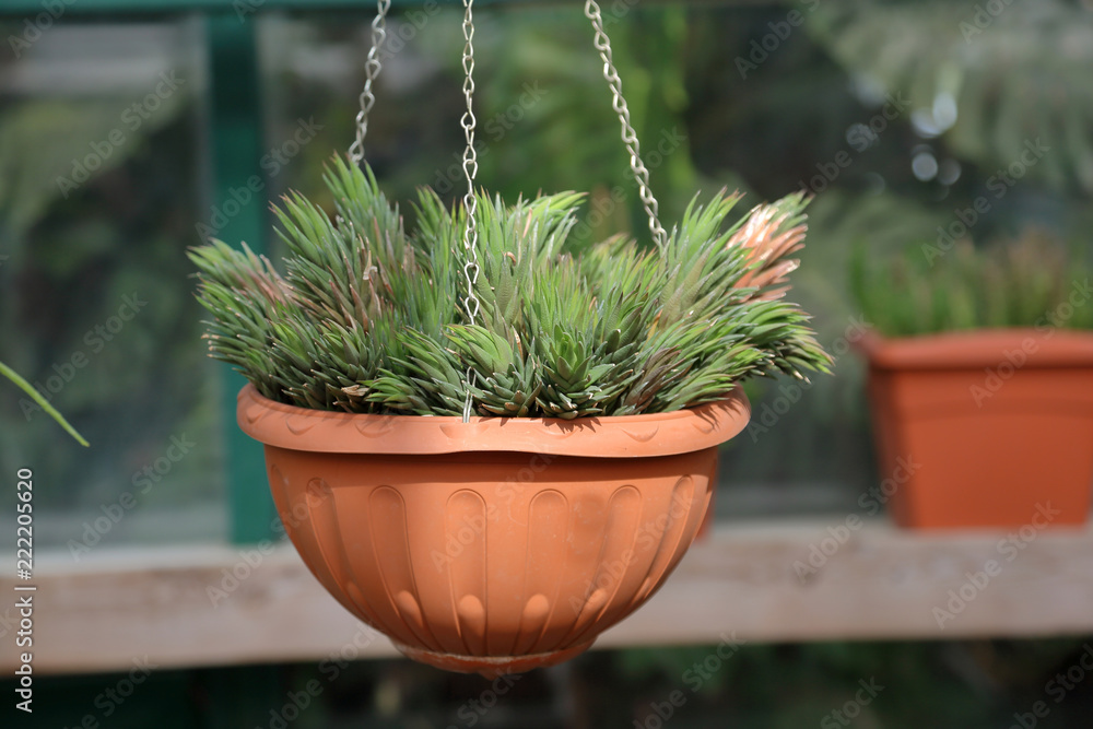 Cactus. Rare exotic succulent from the family of the perennial flowering plants
Cactus. Rare exotic succulent from the family of the perennial flowering plants