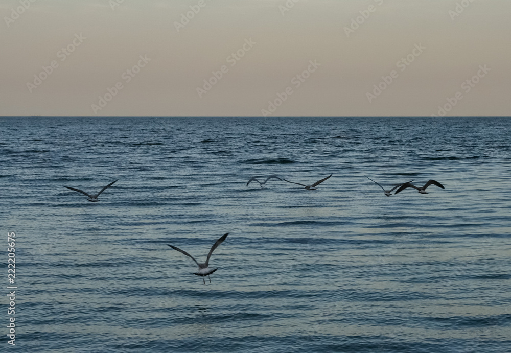 The seagulls flies its wings wide against the blue sky. Sea view
