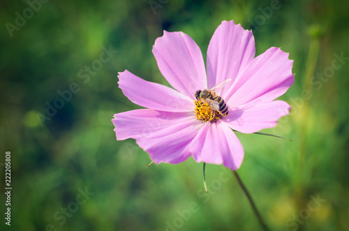 A bee sitting on a flower of a kosmeya on a flower bed with a blurred background photo