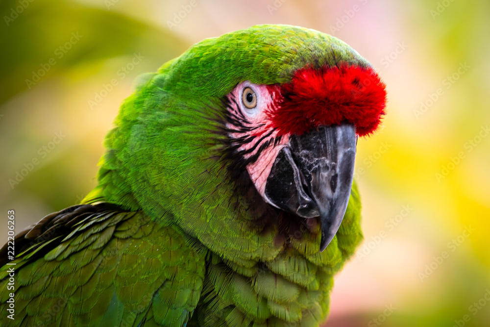 portrait of a parrot portrait of a parrot