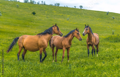 Horses in the steppe. Pets graze in the spring steppe.