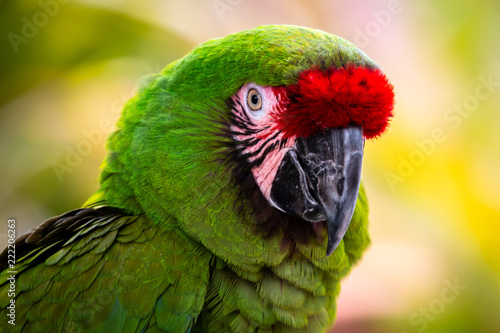 portrait of a parrot