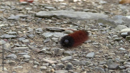 Woollybear caterpiller crawing on a gravel path HD photo