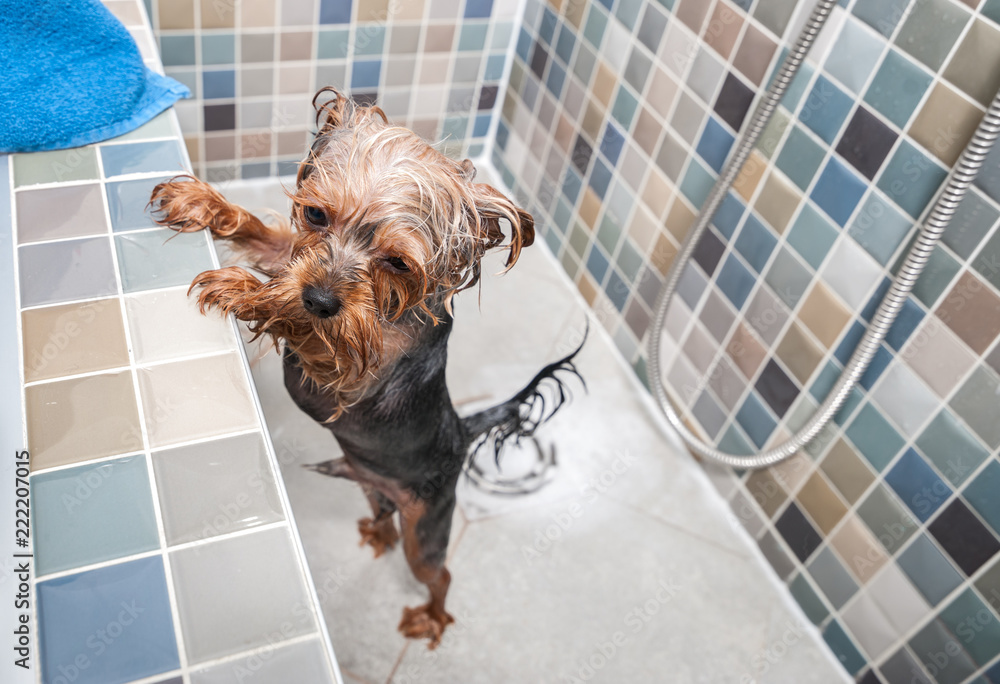 One little wet cute and beautiful purebred Yorkshire Terrier dog
