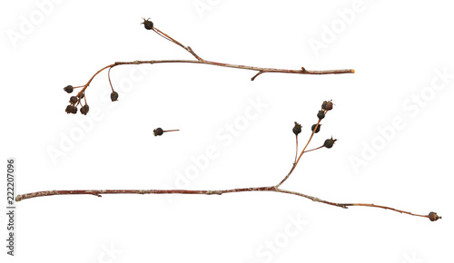 Set of twigs with dry black...
