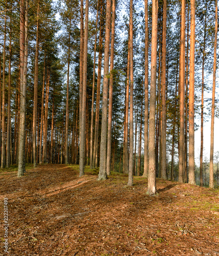 Pine forest early autumn morning. Leningrad region, Kirovsky district.