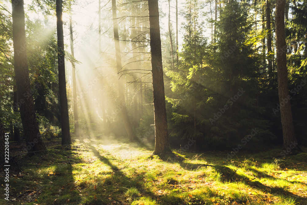 Obraz premium Magic misty sunlight nature./ Foggy autumnal forest in north Poland