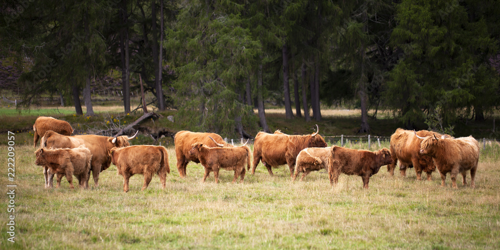 Obraz premium Ganado de las Tierras Altas de Escocia