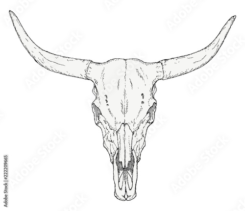 Bull Skull