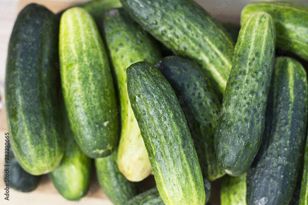 Organic tomatoes, fresh cucumber and unripe watermelon Organic tomatoes, fresh cucumber and unripe watermelon