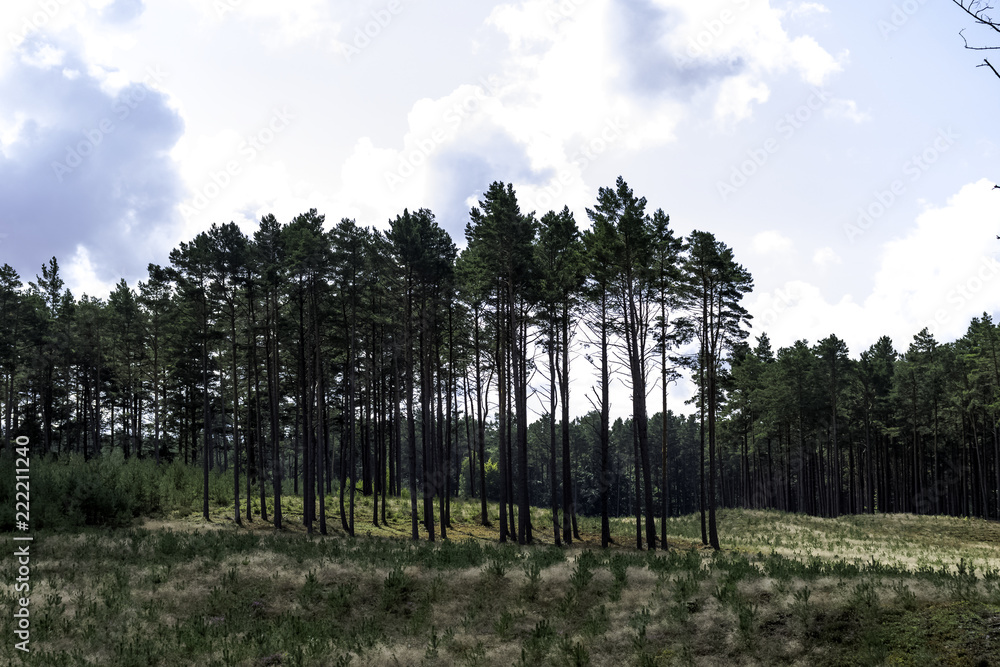 Polish wild forest - Kampinos National Park, Poland Polish wild forest - Kampinos National Park, Poland