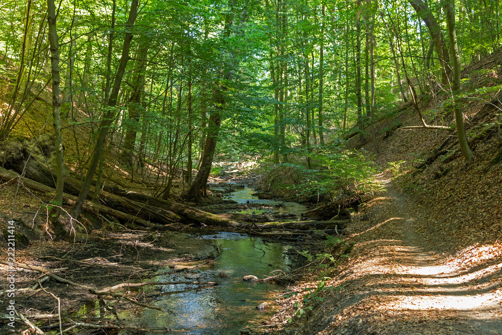 Obraz premium Beautiful forest in Germany