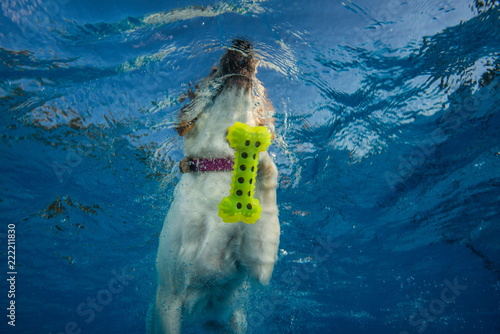 dog under water