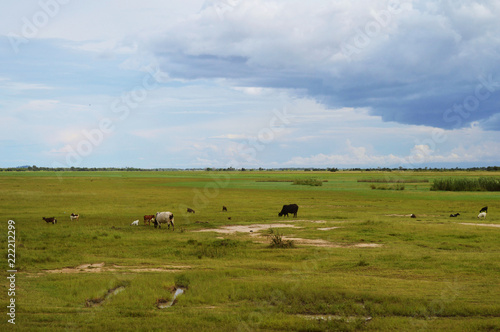 Cows on the field in Malawi in Africa