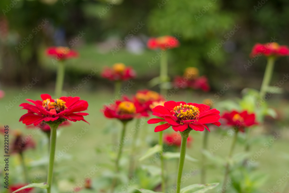 little red flowers in the green garden