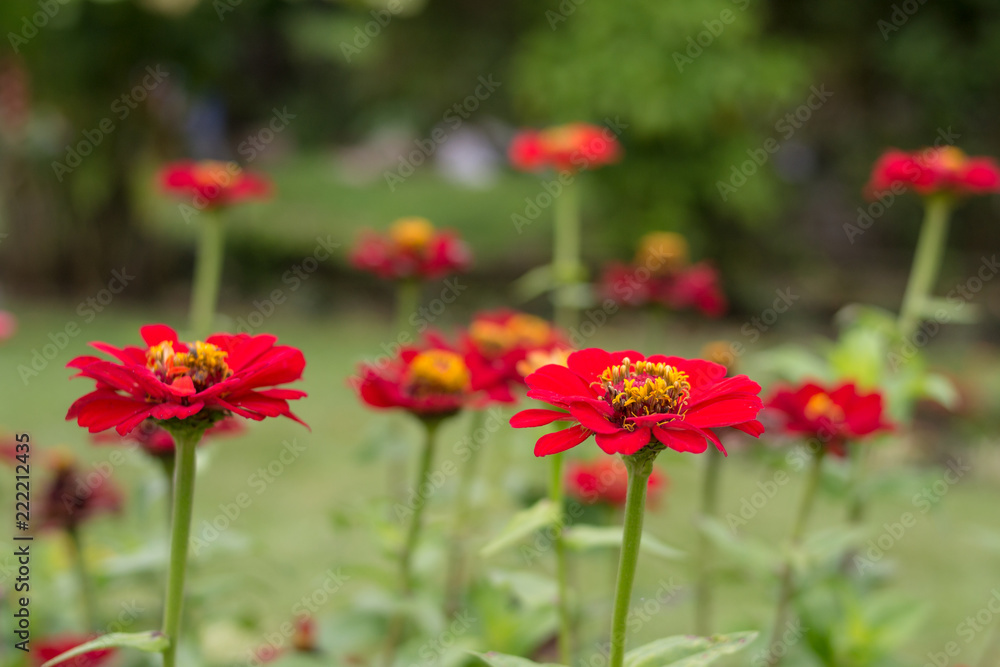little red flowers in the green garden little red flowers in the green garden