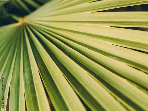 Texture of Green palm Leaf, Livistona Rotundifolia palm tree, retro filr photo