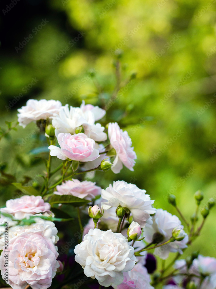 Pink rose flowers on the rose bush in the garden in summer, green soft background