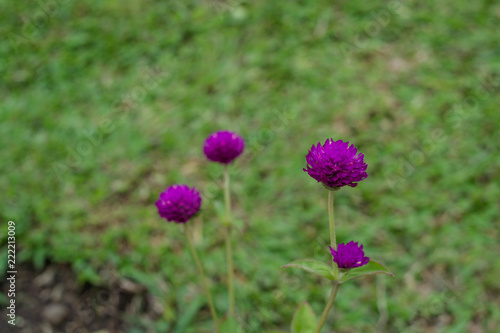 purple flowers in the green garden