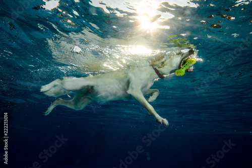dog under water