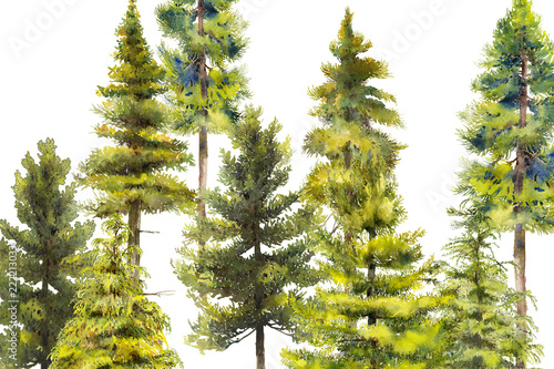 Fotografie, Tablou pines and conifer watercolor