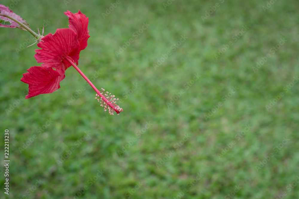 Obraz premium lonely red flower in the green garden