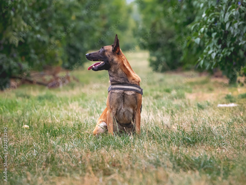 Belgischer Schäferhund Portrait Belgischer Schäferhund Portrait