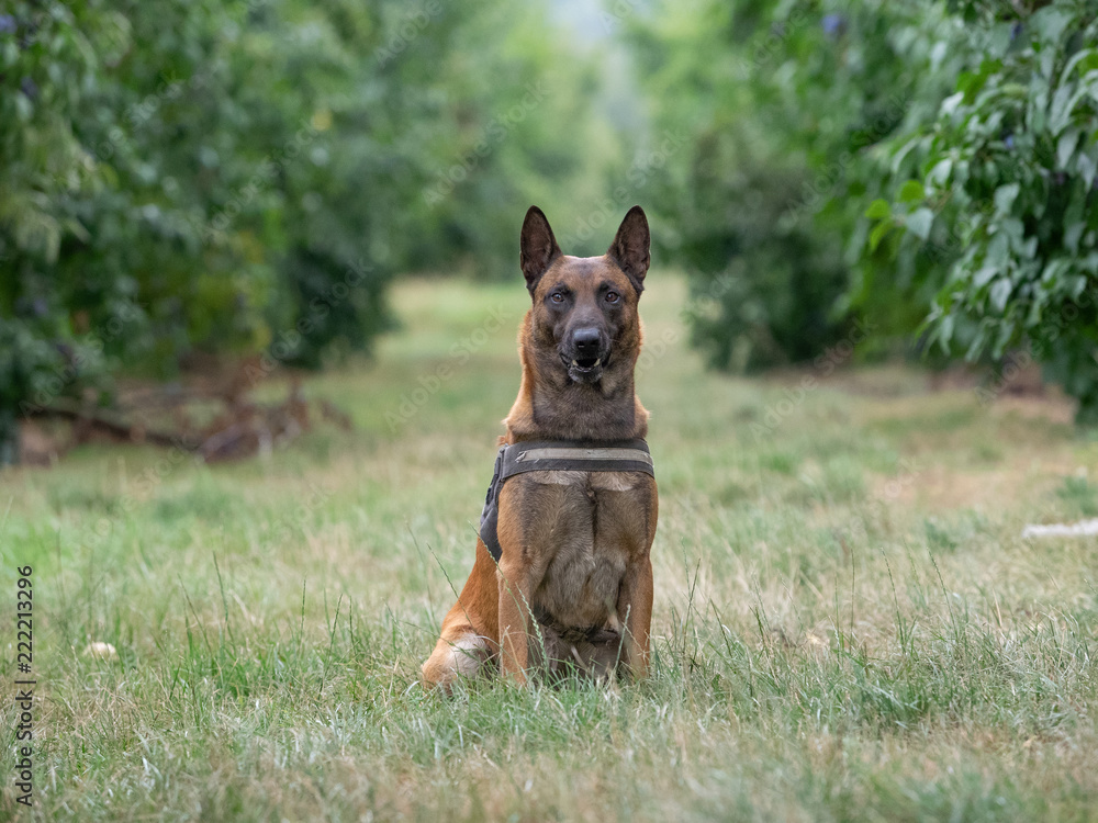 Belgischer Schäferhund Portrait Belgischer Schäferhund Portrait