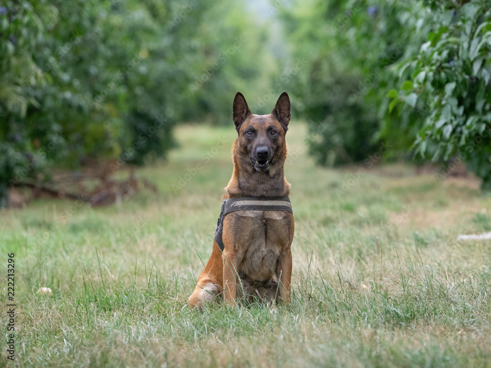 Belgischer Schäferhund Portrait