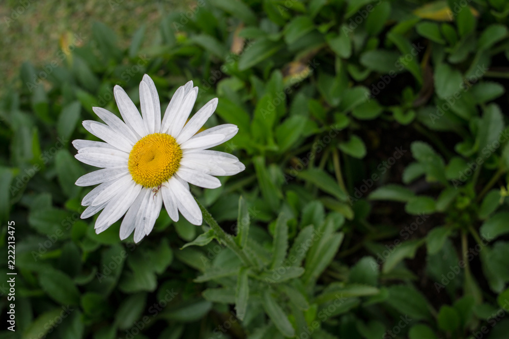 white flowers in the green garden white flowers in the green garden