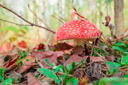 Beautiful red mushroom fly agaric hid in the forest