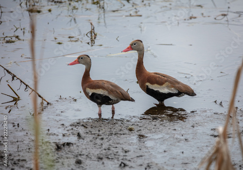 mated pair of black bellied whistling ducks