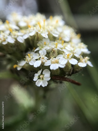 white flower