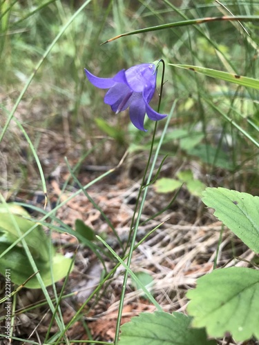 purple flower