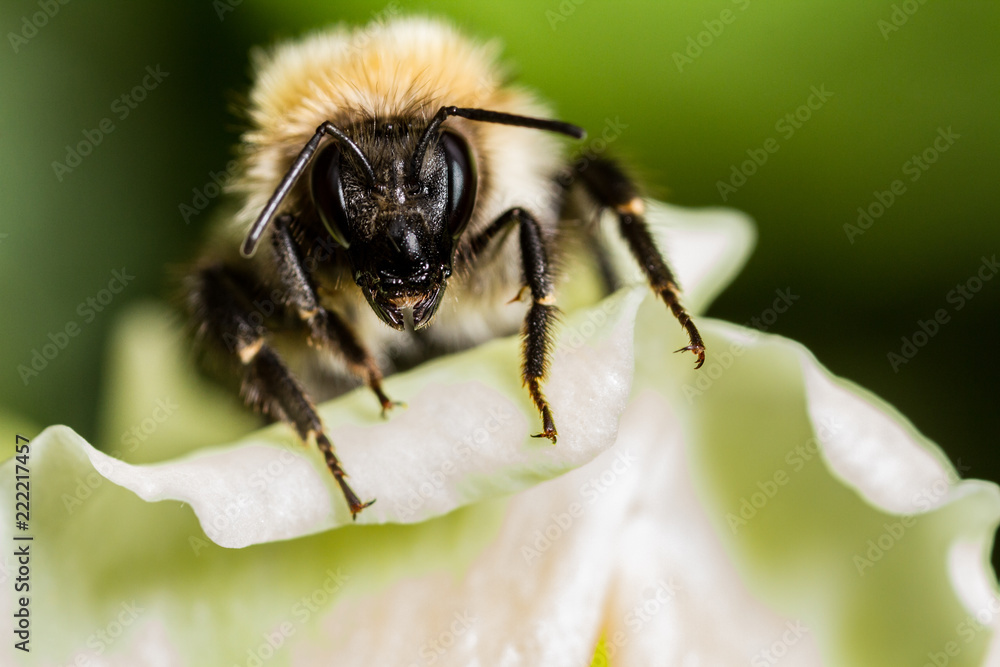 Common Carder Bee (Bombus pascuorum) Common Carder Bee (Bombus pascuorum)