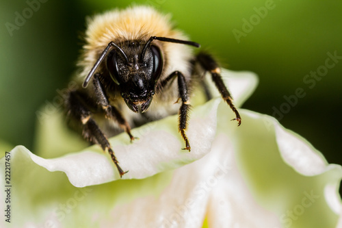 Common Carder Bee (Bombus pascuorum) © Mark