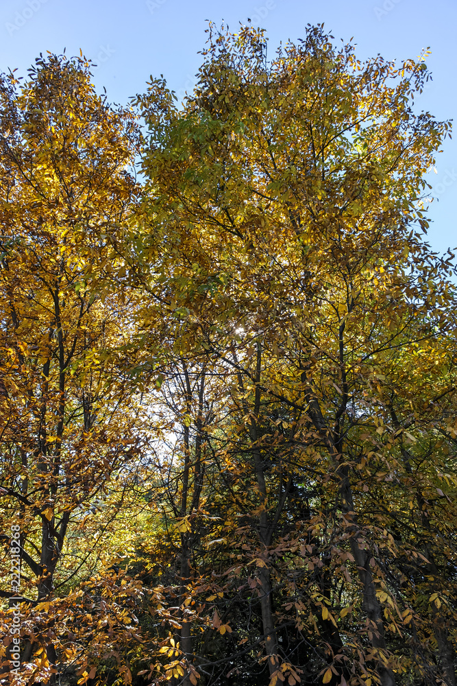 Autumn view with Yellow trees in South Park in city of Sofia, Bulgaria