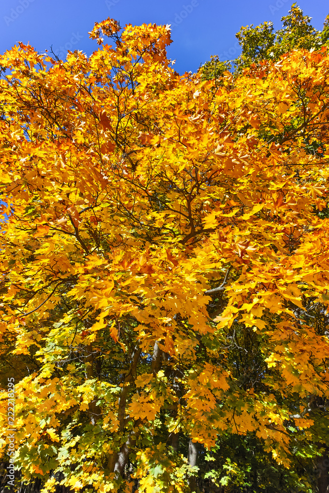 Autumn view with Yellow trees in South Park in city of Sofia, Bulgaria Autumn view with Yellow trees in South Park in city of Sofia, Bulgaria
