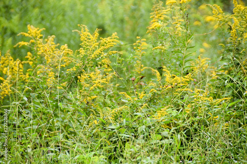 Fototapeta Naklejka Na Ścianę i Meble -  yellow flowers in field